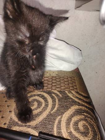 5 weeks old male kitten 100$ (Bronx)63875423444867120