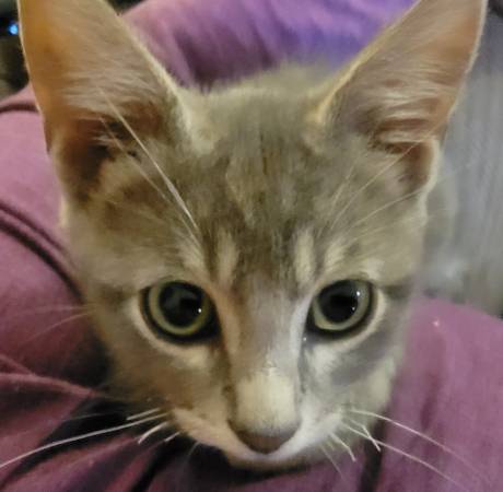 I need a home. Male kitty with much personality (Shawnee)63670591762435120