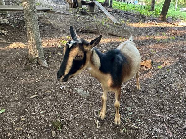 2 Nigerian Goats for Sale (New Lexington)63856920839171120