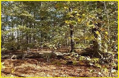 Stunning Lot Sale in Perquimans County 1
