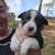 Auggie puppy 6 thumbnail