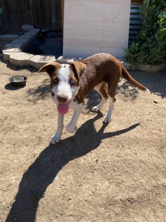 Border Collie (South Sacramento)63881395312129121