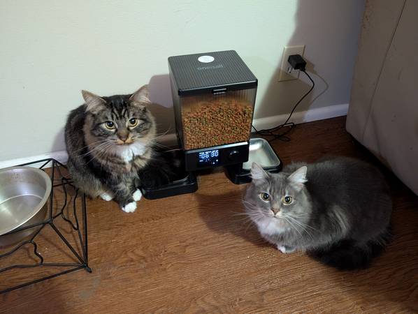 Two cats - need new home (Lakewood)63949077300099120