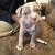 American Staffordshire 4 thumbnail