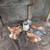 Laying hens and two baby roosters available 6 thumbnail