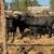 Angus/ Wagyu bulls 4 thumbnail