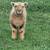 Babydoll sheep 2 thumbnail