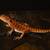 Red Monster Bearded Dragon 5 thumbnail