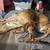 Rehoming Great Dane 2 thumbnail