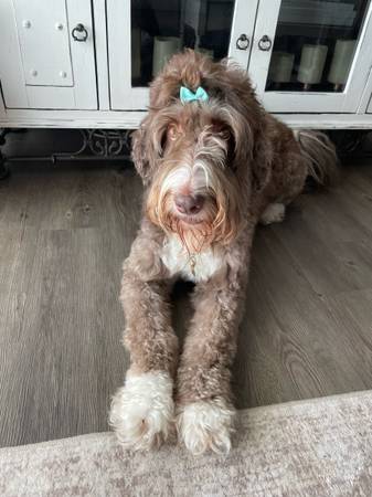 Female Bernedoodle (Mesa)64007248279939121