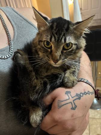 11 month old kitten 1