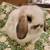 Dwarf Bunnies (Rabbits, Holland Lops, Baby Bunnies) 7 thumbnail