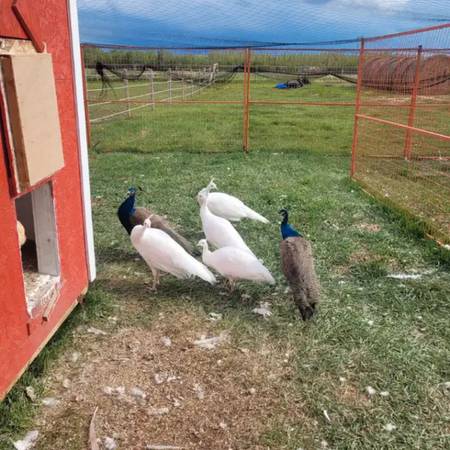 White peacocks 1