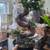 Bonsai Tree, Imported from Canada AWESOME 3 thumbnail