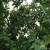 Yellow transparent apple tree 4 thumbnail