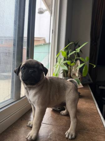 Cachorros de raza Pug originales (Chula Vista)63841745255809122