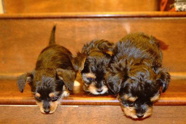 Chorkies Available for Rehoming (San Fernando)63953953470083123