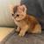 Adorable kittens 4 thumbnail