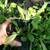 Perennial Potted Plants from my Homestead Gardens 14 thumbnail