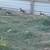 Mandarine ducks 4 thumbnail