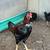 Asil Rooster and Hens 4 thumbnail
