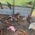 Ducks. Geese. Turkeys. Ginnies  pigs. 1 thumbnail