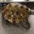Mosaic turtle 1 thumbnail