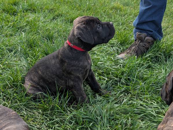 Cane Corso63840149581953121
