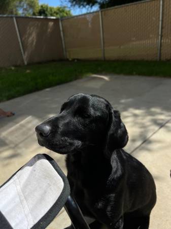 English Lab (Oceanside)63894602961282121