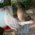 Young pheasants 3 thumbnail