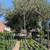 Olive Tree 12 thumbnail