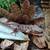 Gargoyle geckos 2 thumbnail
