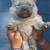 Chow pups 7 thumbnail