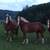 Belgian Draft Horses 1 thumbnail