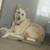 6 year old GSD 2 thumbnail