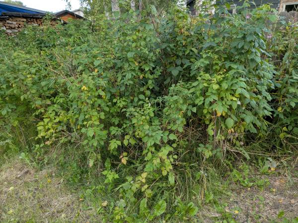 Raspberry plants 1