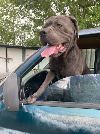 Cane corso pup 9mnth boy dog (Houston)63348370533889121