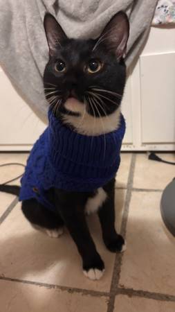 Gato de un año63621673089283123