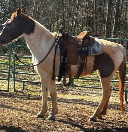 Gaited mare (Altoona Al)63510787200643121