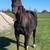 AQHA black coming 2yr old -trades 13 thumbnail