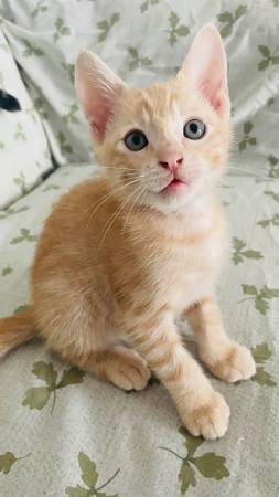 Ginger kitten 80$ (El cajon)63894602548355121