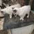 Looking to rehome some Siamese snowshoe tomcat 4 thumbnail