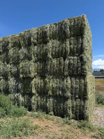 Alfalfa Grass Quality Horse and Cow Hay 1