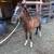 Pony 1 thumbnail
