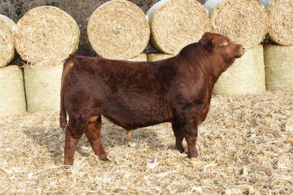 Fall Yearling Limousin Bull 1