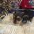 Beautiful biewer yorkies for sale 7 thumbnail
