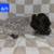 German Short-haired Pointer 12 thumbnail