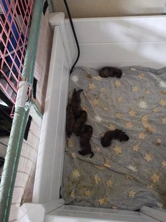 Mixed puppies looking for a good home (Manville)63624637662081124