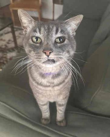 Saturday & Sunday Darling cats & kittens for adoption (Santa Monica)63830037258113124
