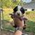 Bernese 4 thumbnail